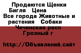 Продаются Щенки Бигля › Цена ­ 35 000 - Все города Животные и растения » Собаки   . Чеченская респ.,Грозный г.